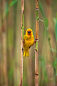 African Golden Weaver (Ploceus subaureus) male, iSimangaliso Wetland Park, South Africa