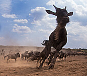 Blue Wildebeest (Connochaetes taurinus) herd running, Masai Mara, Kenya