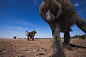 Olive Baboon (Papio anubis) male curisouly approaching camera, Masai Mara, Kenya