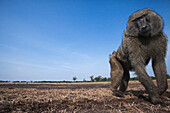 Olive Baboon (Papio anubis) male, Masai Mara, Kenya