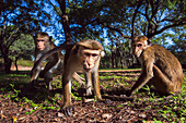 Toque Macaque (Macaca sinica) trio, Polonnaruwa, Sri Lanka