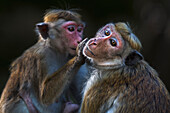 Toque Macaque (Macaca sinica) mother grooming juvenile, Polonnaruwa, Sri Lanka