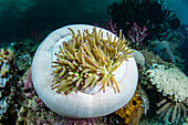Magnificent Sea Anemone (Heteractis magnifica) in defensive posture, Raja Ampat Islands, Indonesia