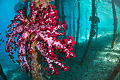 Soft Coral (Nephthea sp) on stilt, Raja Ampat Islands, Indonesia
