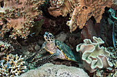 Hawksbill Sea Turtle (Eretmochelys imbricata) in coral reef, Raja Ampat Islands, Indonesia