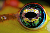 Mantellid Frog (Boophis sp) eye, Antananarivo, Madagascar