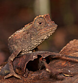 Chameleon (Brookesia sp), Montagne D'Ambre National Park, Madagascar