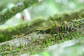 Leaf Insect (Parectatosoma sp) camouflaged on mossy branch, Antananarivo, Madagascar