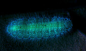 Caterpillar photographed under UV light, Vietnam