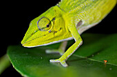 Chameleon (Calumma furcifer), Antananarivo, Madagascar