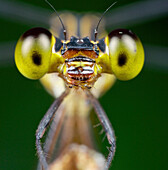 Damselfly, Hitoy Cerere Biological Reserve, Costa Rica
