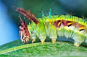 False Diadem (Pseudacraea lucretia) caterpillar, Udzungwa Mountains National Park, Tanzania