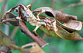Fantastic Leaf-tail Gecko (Uroplatus phantasticus) female camouflaged amongst leaves, Ranomafana National Park, Madagascar