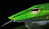 Oriental Whip Snake (Ahaetulla prasina) flicking tongue, Cuc Phuong National Park, Vietnam