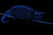 Horned Leaf Chameleon (Brookesia superciliaris), photographed under UV lights, Ranomafana National Park, Madagascar