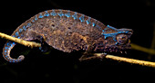 Horned Leaf Chameleon (Brookesia superciliaris), Ranomafana National Park, Madagascar