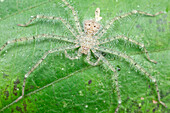 Giant Crab Spider (Sparassidae) juvenile, Hitoy Cerere Biological Reserve, Costa Rica