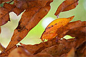Dead Leaf Katydid (Orophus tessellatus) camouflaged in leaf litter, Hitoy Cerere Biological Reserve, Costa Rica