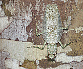 Mantid (Theopompa sp) camouflaged on bark, Danum Valley Conservation Area, Sabah, Borneo, Malaysia