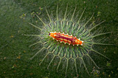 Cup Moth (Idonauton apicalis) caterpillar, Cuc Phuong National Park, Vietnam