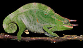 Chameleon (Trioceros sp) male, Amani Nature Reserve, Tanzania