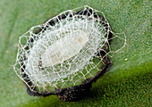 Moth pupa with fecal barricade, Mount Kinabalu National Park, Sabah, Borneo, Malaysia