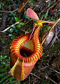 Villose Pitcher Plant (Nepenthes villosa), Mount Kinabalu National Park, Sabah, Borneo, Malaysia