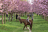 Cherry blossom, Teltow, Mauerweg, former DDR border , near Berlin, Brandenburg