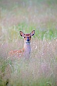 France, Haute Saone, Private park, Sika Deer (Cervus nippon), young.