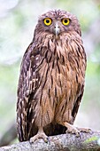 Sri Lanka, Wilpattu national patk, Brown fish owl (Bubo zeylonensis or Ketupa zeylonensis).