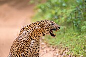 Sri Lanka, Northwest Coast of Sri Lanka, Wilpattu national patk, Sri Lankan Leopard Panthera pardus kotiya), Male grimacing in front of female nearby.