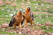 Europe, Spain, Catalonia, Lerida province, Boumort, Bearded vulture at the feeding station in the game reserve, adults.