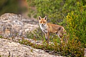 Spain, Province of Lleida, Red Fox (Vulpes vulpes), coming at a feeding station to find food.