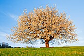 Blooming cherry tree, Switzerland.