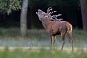 Red Deer, Cervus elaphus, Rutting Season, Roaring, Germany, Europe.