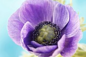 Lila Anemone Sommerblume exquisite Stillleben lila auf blau