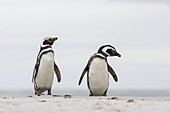 Magellanic Penguin (Spheniscus magellanicus), on beach. South America, Falkland Islands, January.