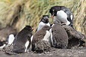 Rockhopper Penguin (Eudyptes chrysocome), subspecies western rockhopper penguin (Eudyptes chrysocome chrysocome). Chick being fed by adult. South America, Falkland Islands, January.
