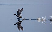 American Coot running across water prior to flying on. Lake Okeechobee in Central Florida.