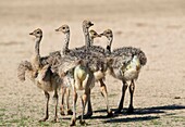 Common ostrich (Struthio camelus) - , Kgalagadi Transfrontier Park, Kalahari desert, South Africa.