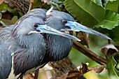Tri-colored Herons breeding pair - Wakodahatchee Wetlands, Delray Beach, Florida, USA.