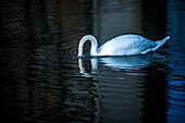 Mute swan (Cygnus olor) with its head under water