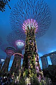 Singapore, Gardens by the Bay, Supertree Grove,.