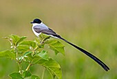 Fork-tailed Flycatcher (Tyrannus savana), Cali, Valle del Cauca.