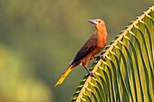 Russet-backed Oropendola (Psarocolius angustifrons), Reserva natural Palmari, Brazil.