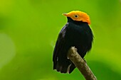 Golden-headed Manakin (Ceratopipra erythrocephal), Chinchina, Caldas.