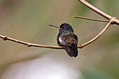 Close-up of a rufous-throated Sapphire (Hylocharia sapphirina) perched on branch, photographed in Sooretama, Espírito Santo, Brazil.