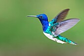 White-necked Jacobin (Florisuga mellivora) male, Cali, Valle del Cauca.