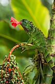 A juvenile Green Iguana, Iguana iguana, eating a hibiscus flower in Costa Rica. Iguanas are primarily herbivores.