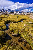 Creek and meadow in Dusy Basin, Kings Canyon National Park, California USA.